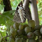 le papillon et le raisin