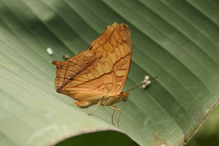 le papillon et ses oeufs.