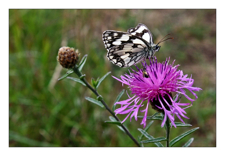 Le Papillon