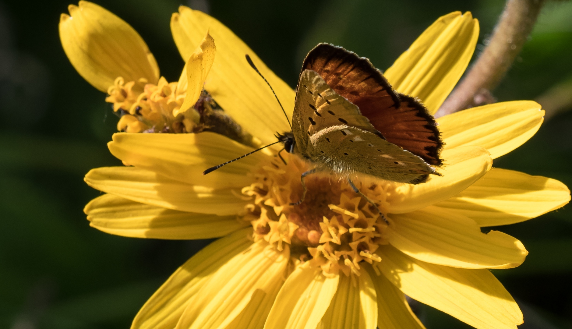 Le papillon furtivement sur une fleur !