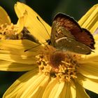 Le papillon furtivement sur une fleur !