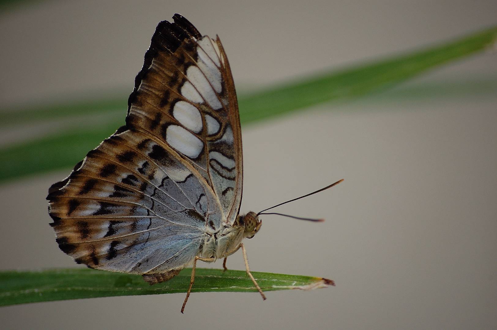 Le papillon modèle