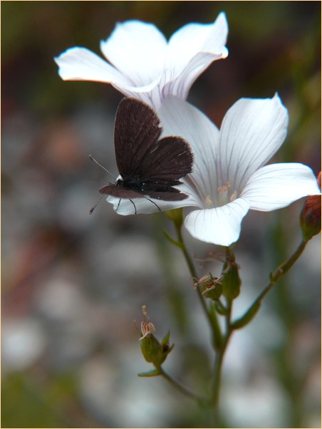 *le papillon noir*