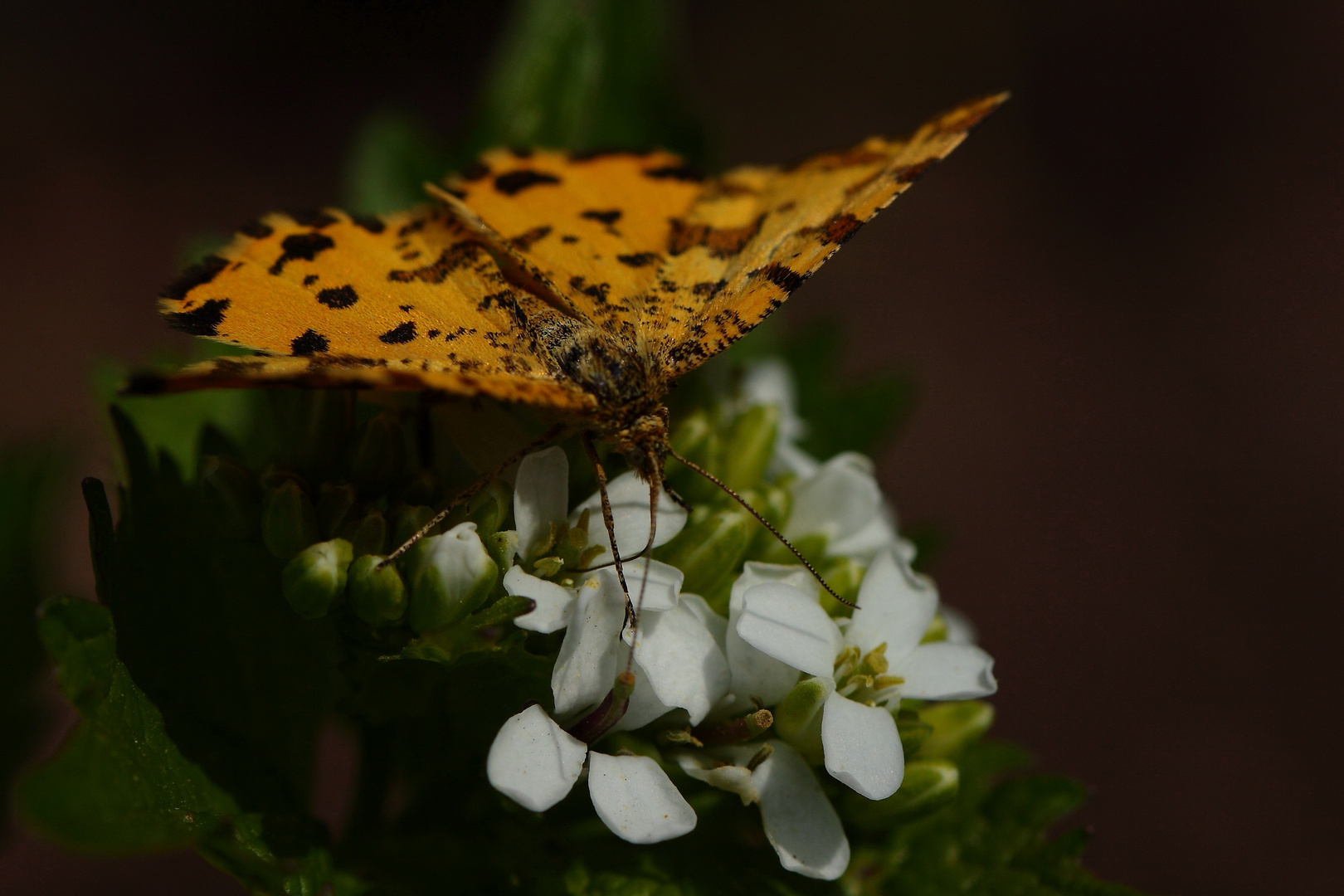 le papillon " Panthere "