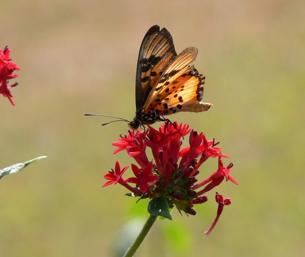 le papillon parfait