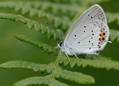 le papillon sur la fougère !!!