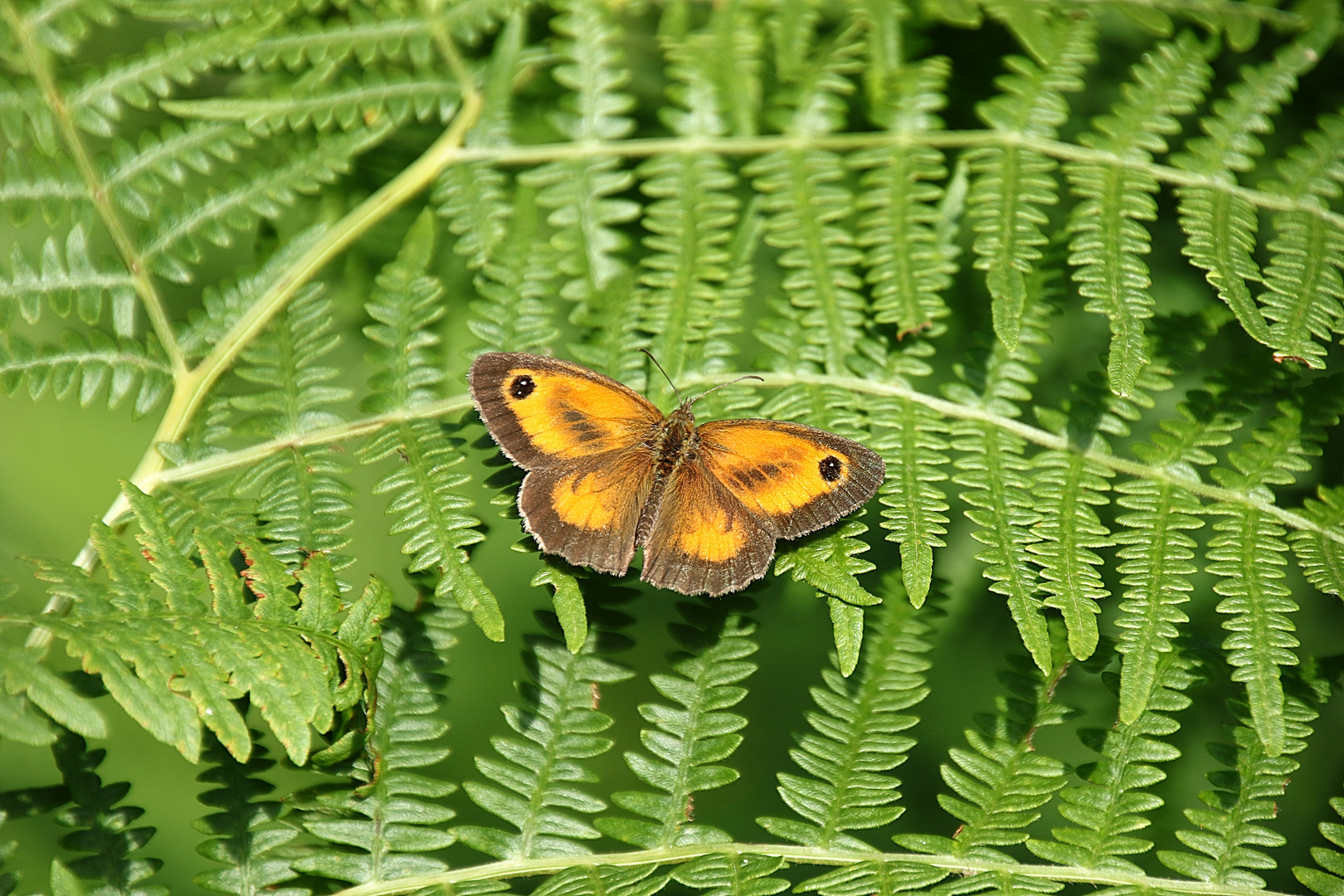 le papillon sur la fougère !