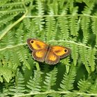 le papillon sur la fougère !