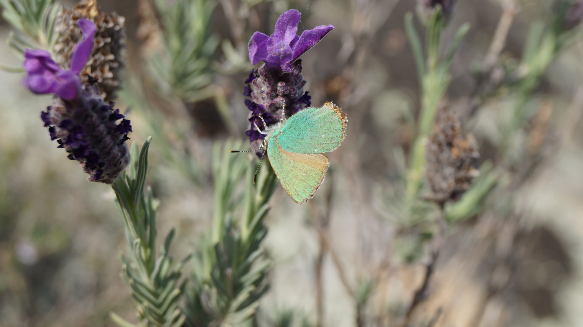 LE PAPILLON SUR LA LAVANDE SAUVAGE