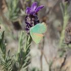 LE PAPILLON SUR LA LAVANDE SAUVAGE