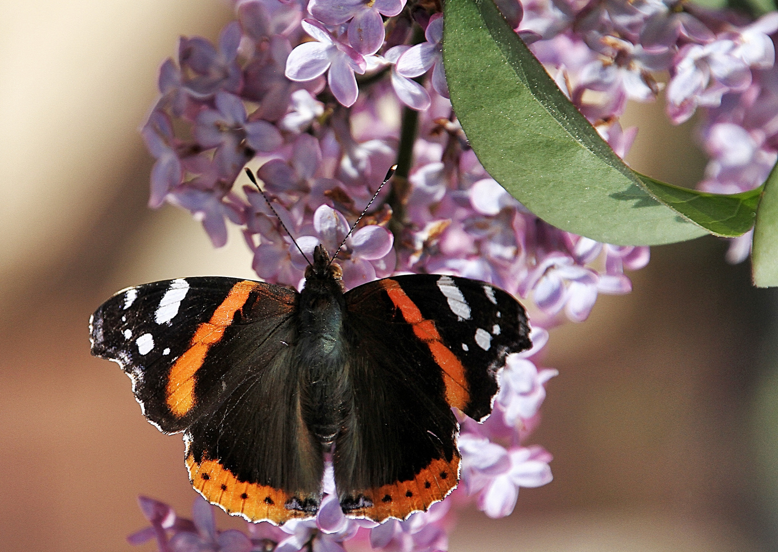 le papillon sur le lilas !