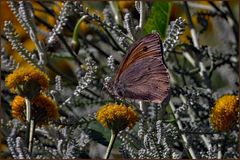 le papillon sur les fleurs de  santoline ....