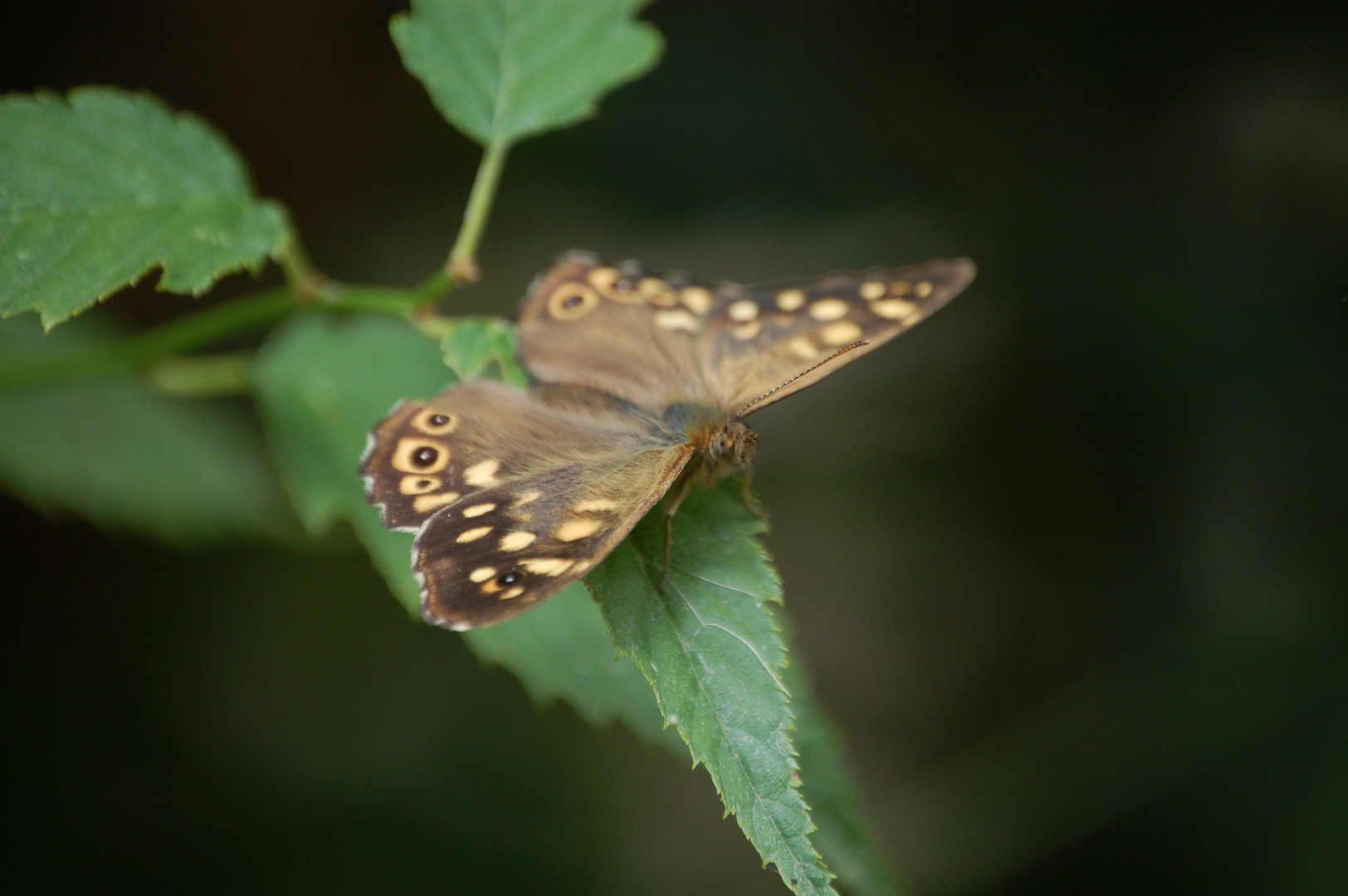 Le Papillon surpris