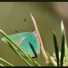 *le papillon turquoise *