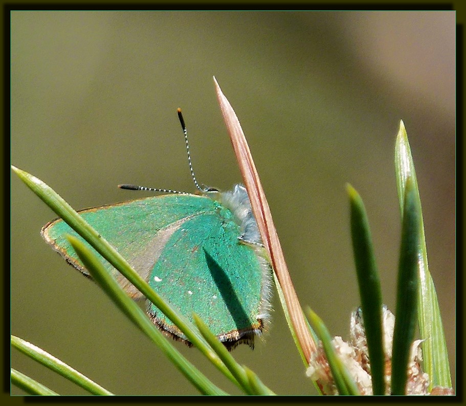 *le papillon turquoise *