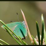 *le papillon turquoise *