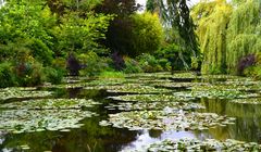 Le paradis de Claude Monet avec ses nénuphars