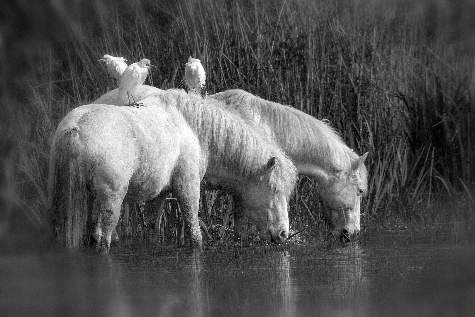 Le paradis des anges blancs