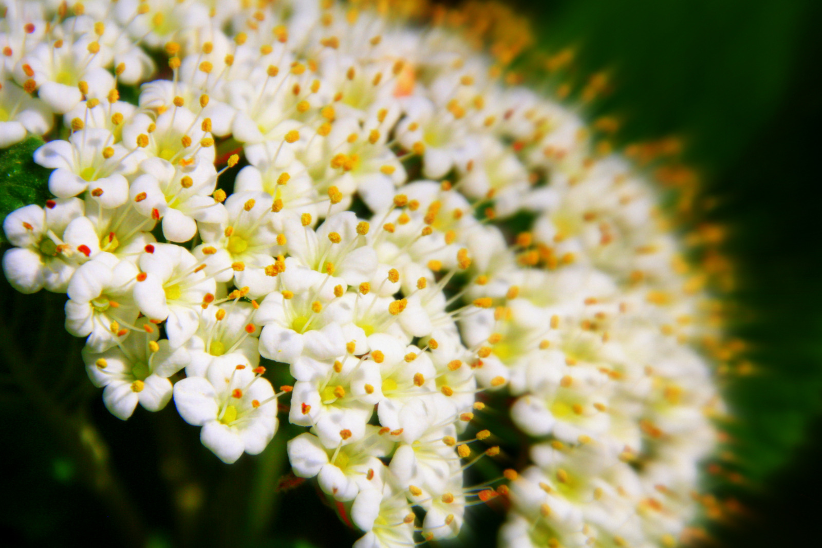 Le paradis des fleurs