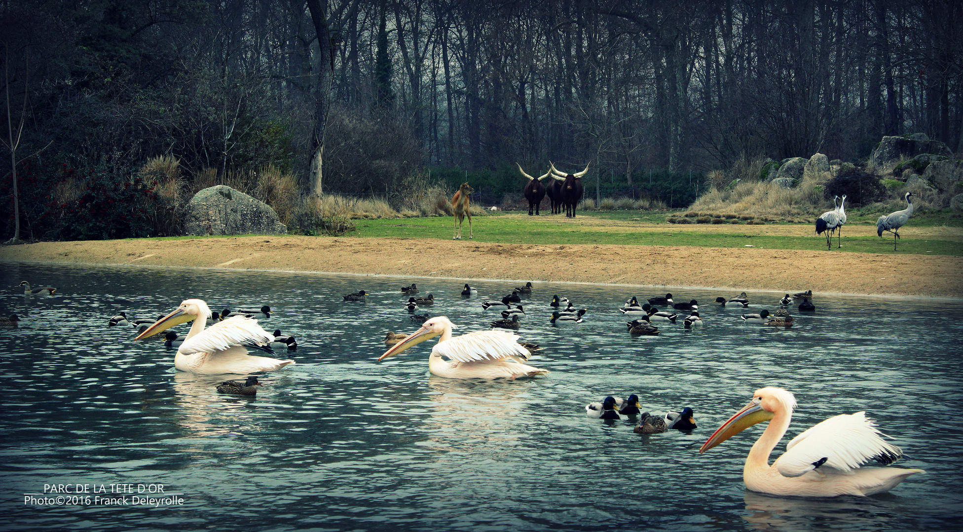 Le Parc de la Tête d'Or (Lyon)