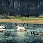 Le Parc de la Tête d'Or (Lyon)