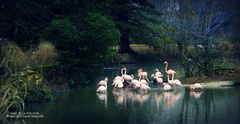 Le Parc de la Tête d'Or (Lyon)