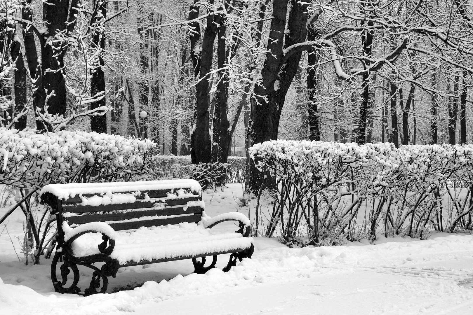 Le parc d'hiver