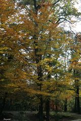 Le parc en parure d'automne