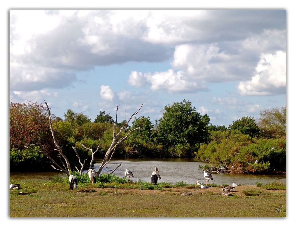 le parc ornithologique du Teich