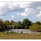 le parc ornithologique du Teich