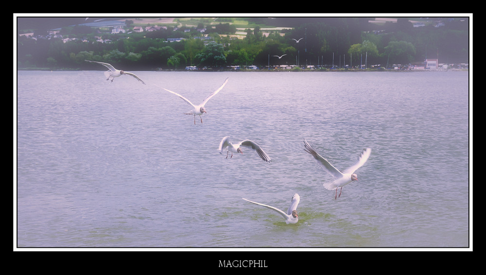 Le parcours de la mouette