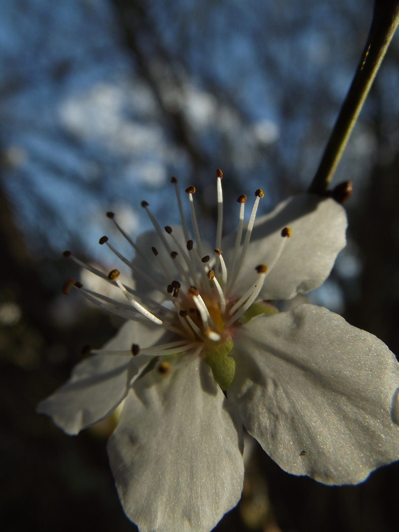 Le parfum des fleurs