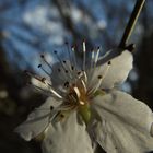 Le parfum des fleurs