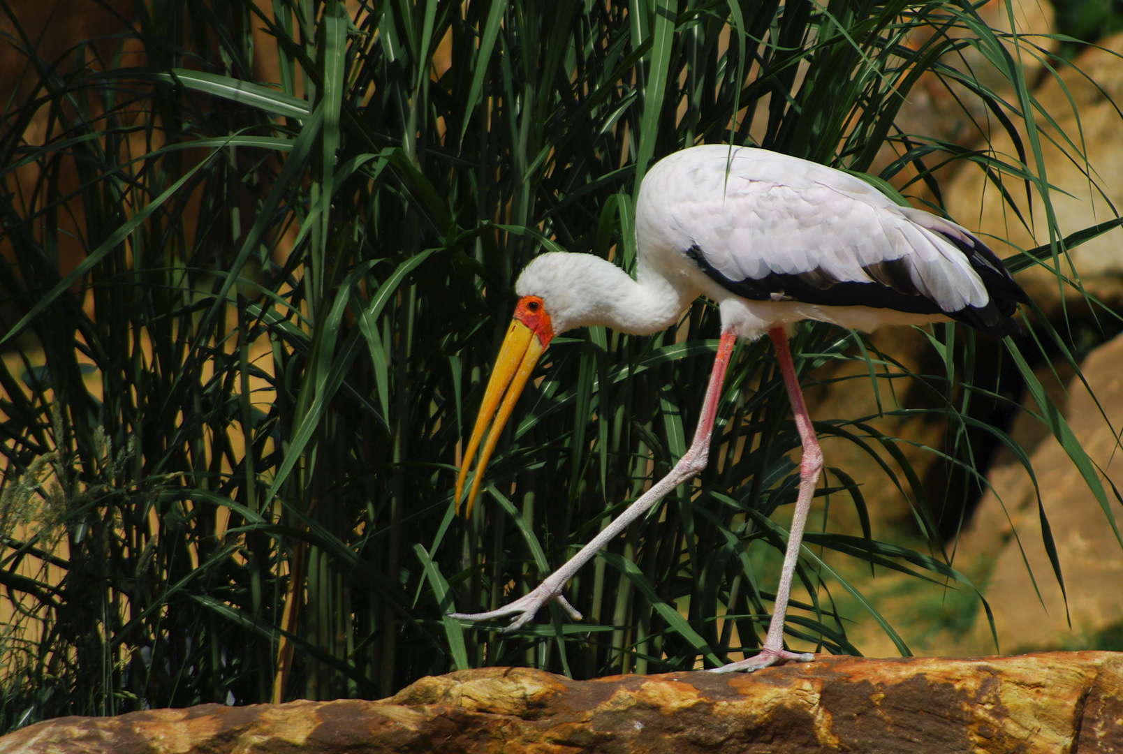 Le pas de l'oie (Mycteria ibis, tantale ibis)