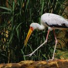 Le pas de l'oie (Mycteria ibis, tantale ibis)