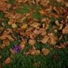 Le passage a l'automne