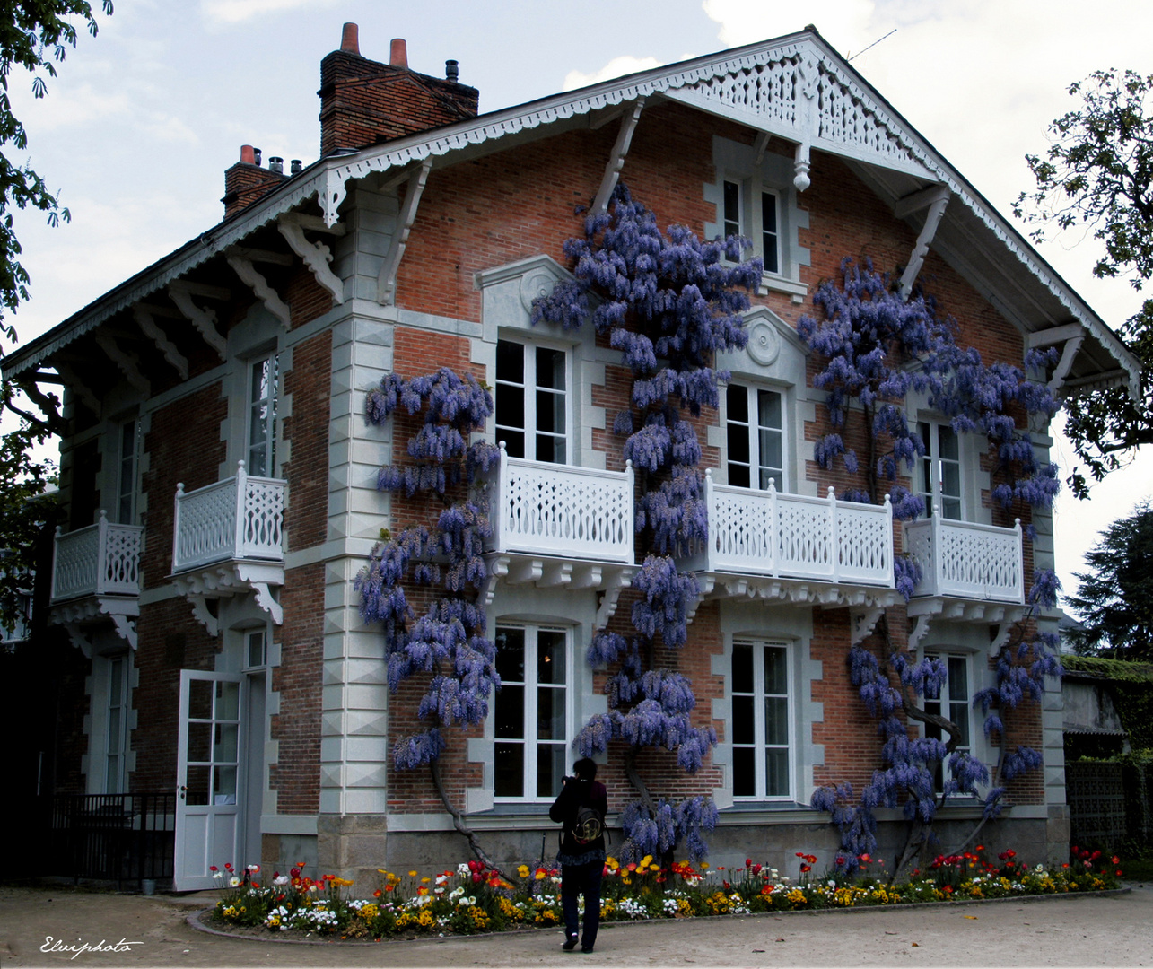 Le pavillon aux glycines 