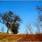 Le paysage esseulé ...