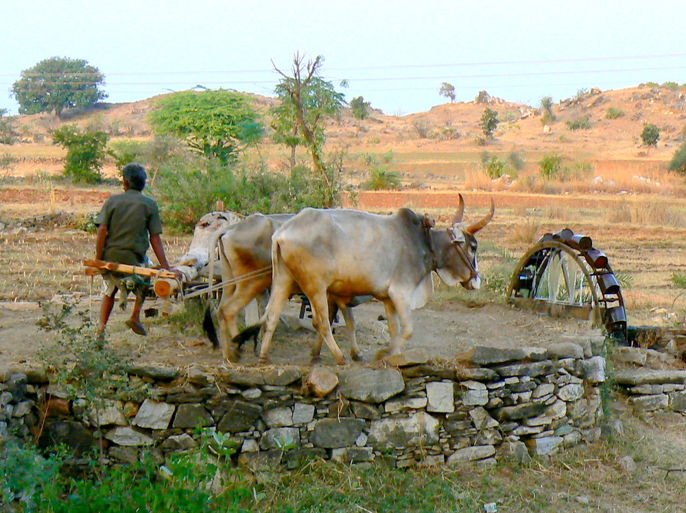 Le paysan à la noria .