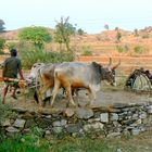 Le paysan à la noria .