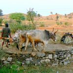 Le paysan à la noria .