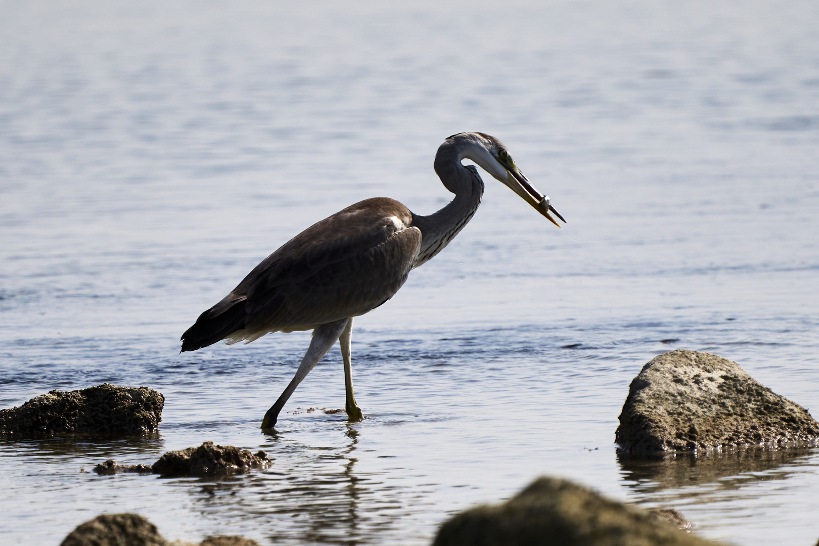 Le Pêcheur