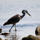 Le Pêcheur