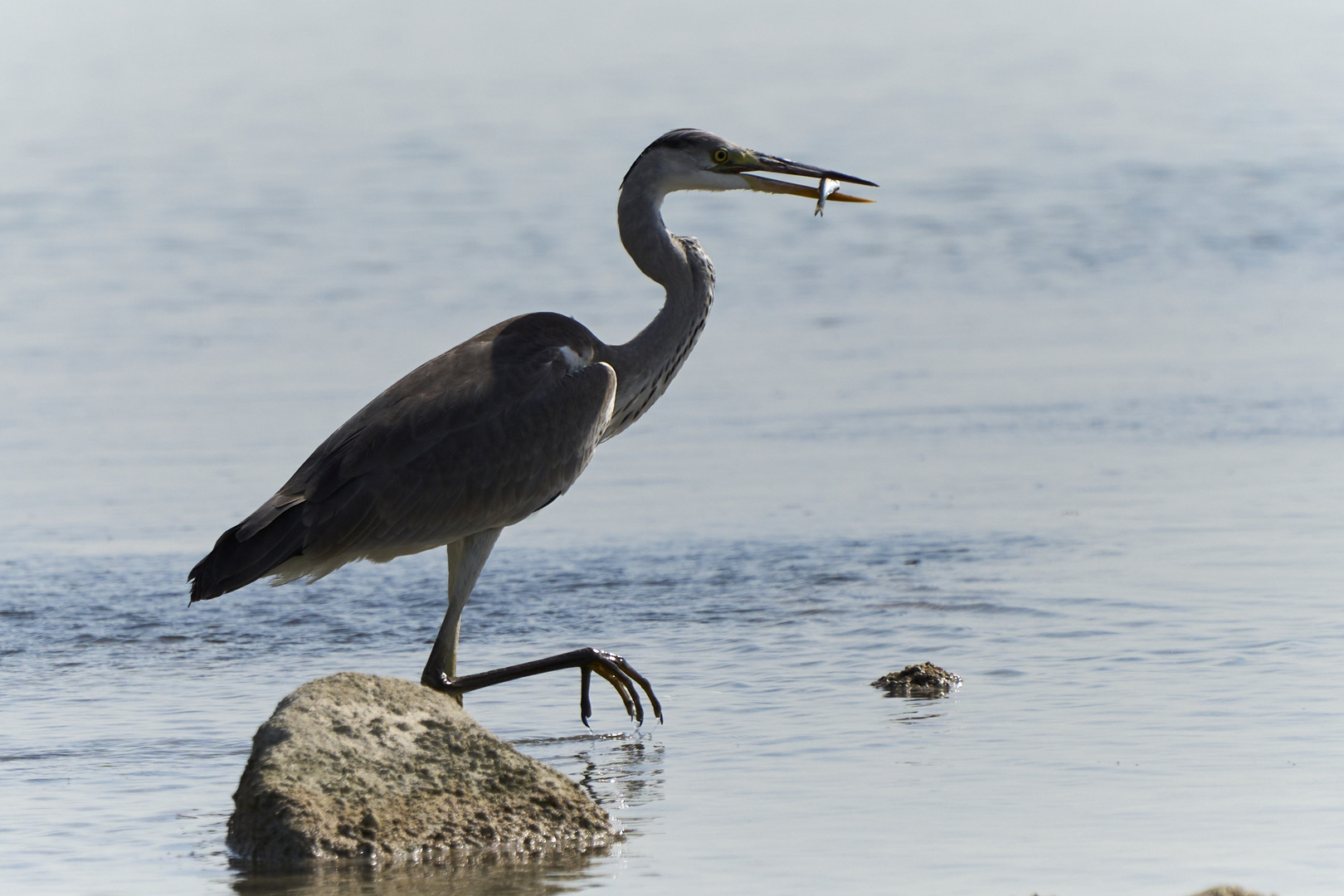 Le Pêcheur