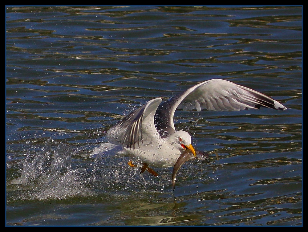 ... le pêcheur ... / ... der Fischer ...