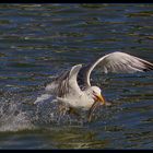 ... le pêcheur ... / ... der Fischer ...