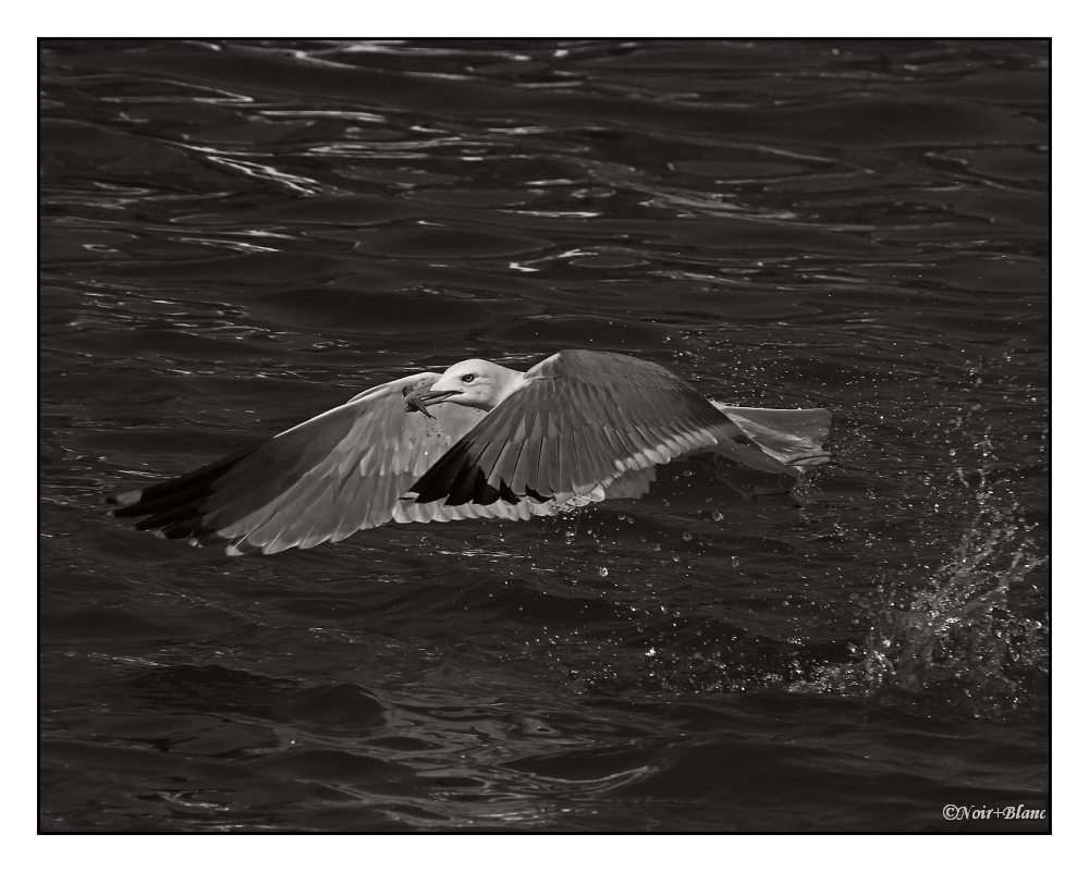 le pêcheur en vol...