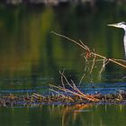 LE PÊCHEUR SOLITAIRE