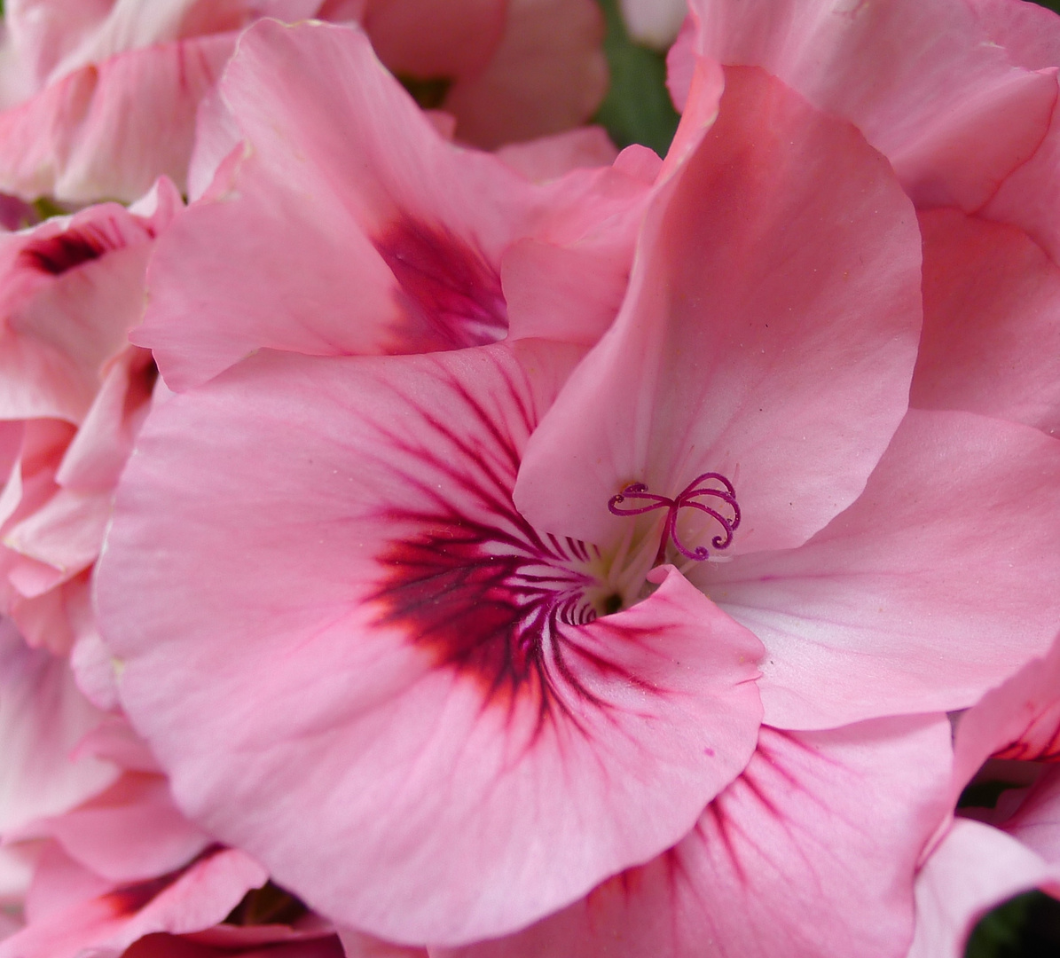 Le pélargonium rose