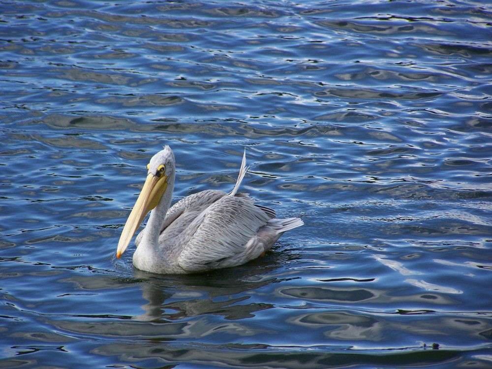 le pélican